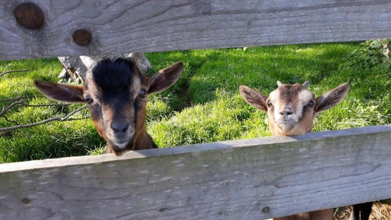 Landgasthof Blasini - Pfahlhof Zandt Dış mekan fotoğraf